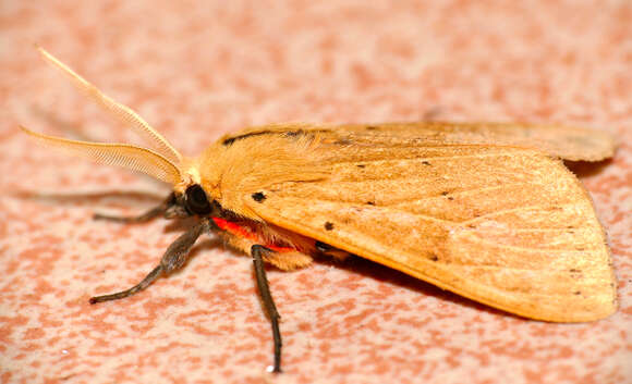 Image de Spilosoma griseabrunnea