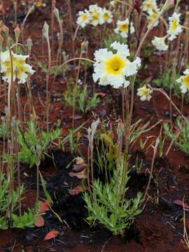 Image of Mandevilla longiflora (Desf.) Pichon