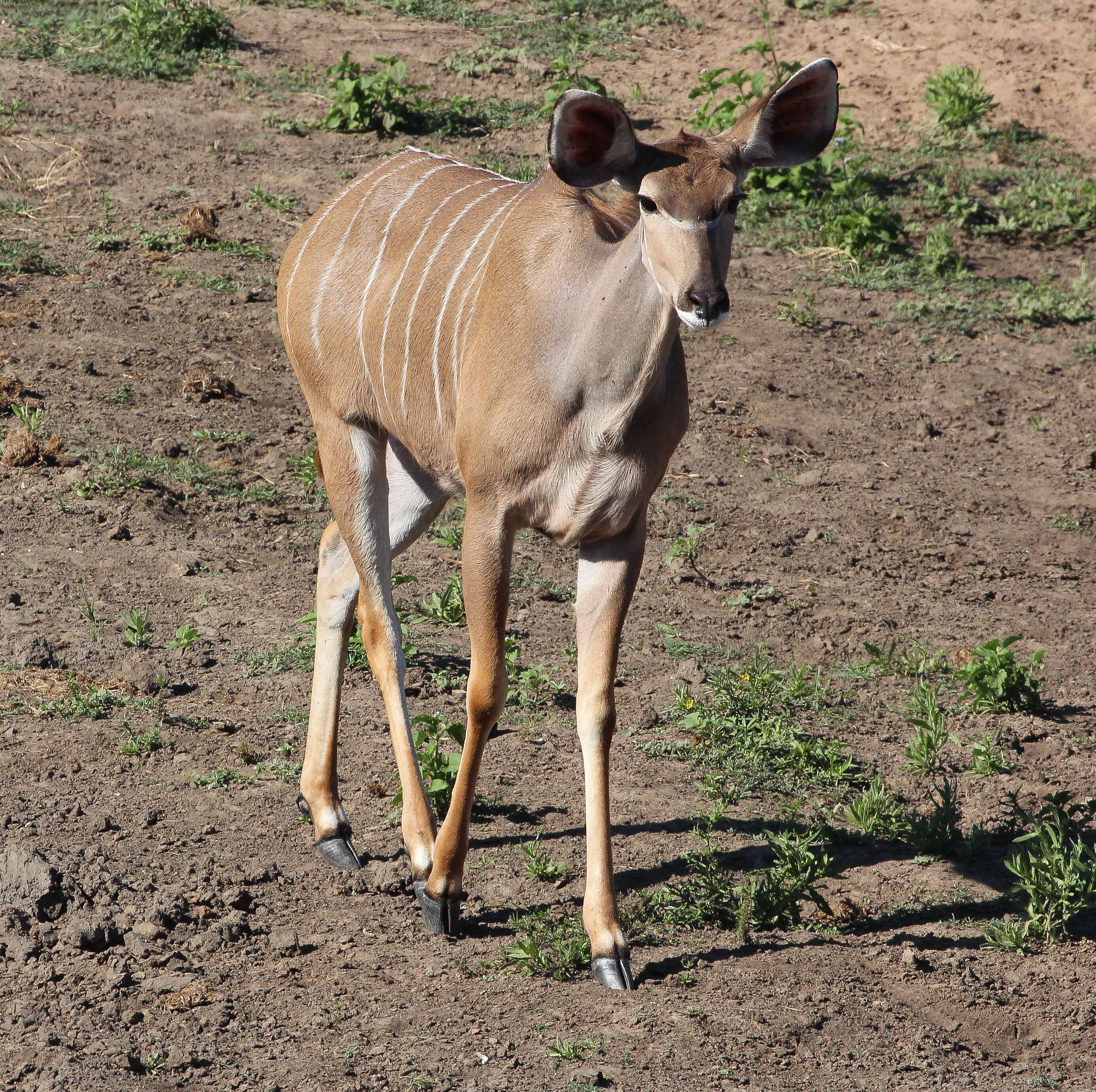 Image of Spiral-horned Antelope