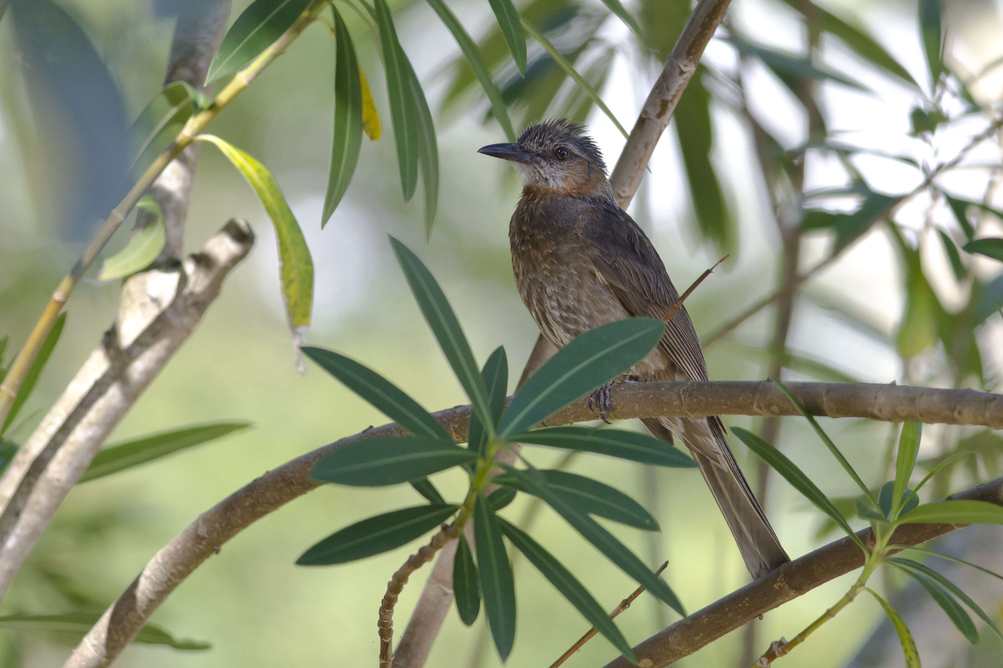 صورة Hypsipetes amaurotis (Temminck 1830)