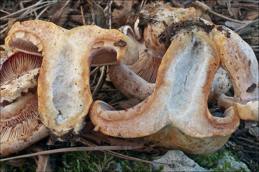 Image of Bloody milkcap