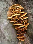 Image of Pholiota