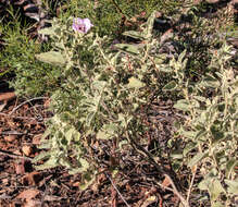 Image of Cienfuegosia australis (F. Müll.) K. Schum.
