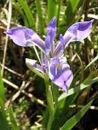 Image of Dixie iris