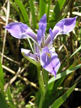 Image of Dixie iris