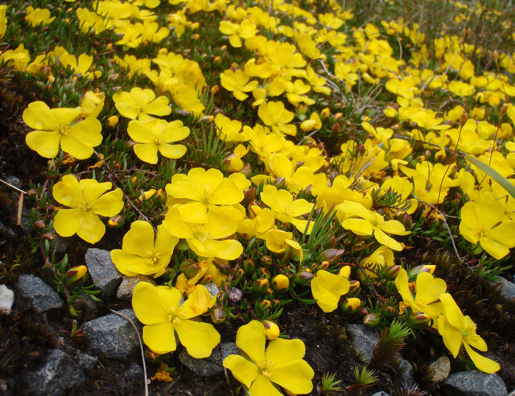 Image of Hibbertia procumbens (Labill.) DC.