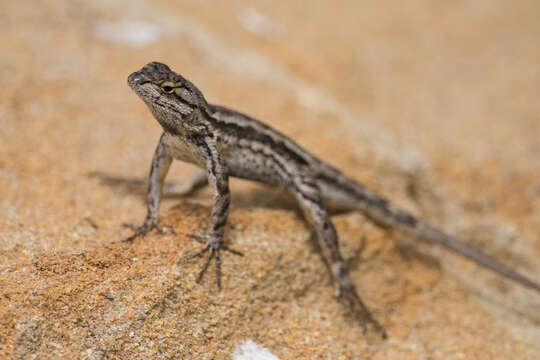 Sceloporus occidentalis longipes Baird 1858 resmi