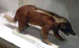 Image of Hog-nosed skunks