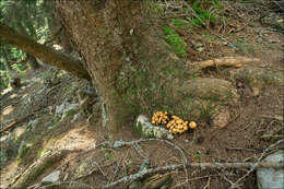 Pholiota squarrosa (Vahl) P. Kumm. 1871 resmi