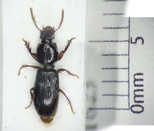 Image of Ground beetle