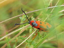 Image of Zygaena laeta Hübner 1790