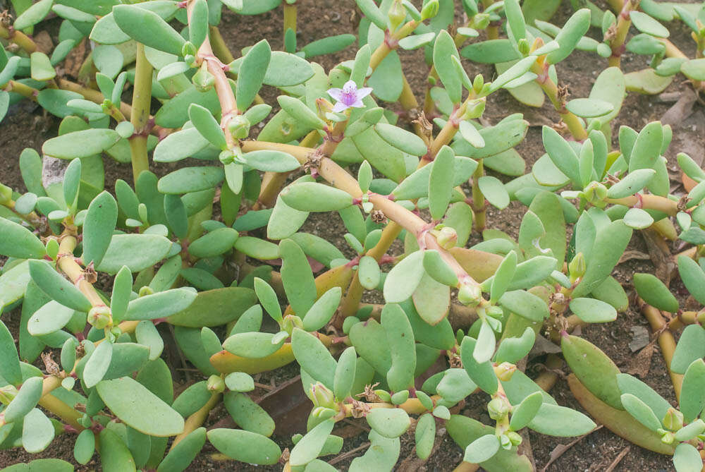 Image of sea purslane