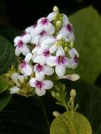 Pseuderanthemum carruthersii (Seem.) Guill. resmi