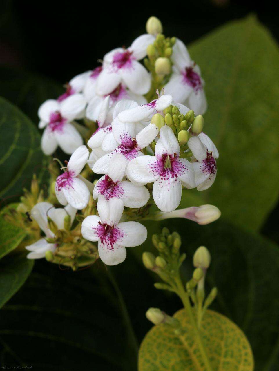 Pseuderanthemum resmi