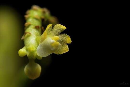 Image of Grosoudy's orchids