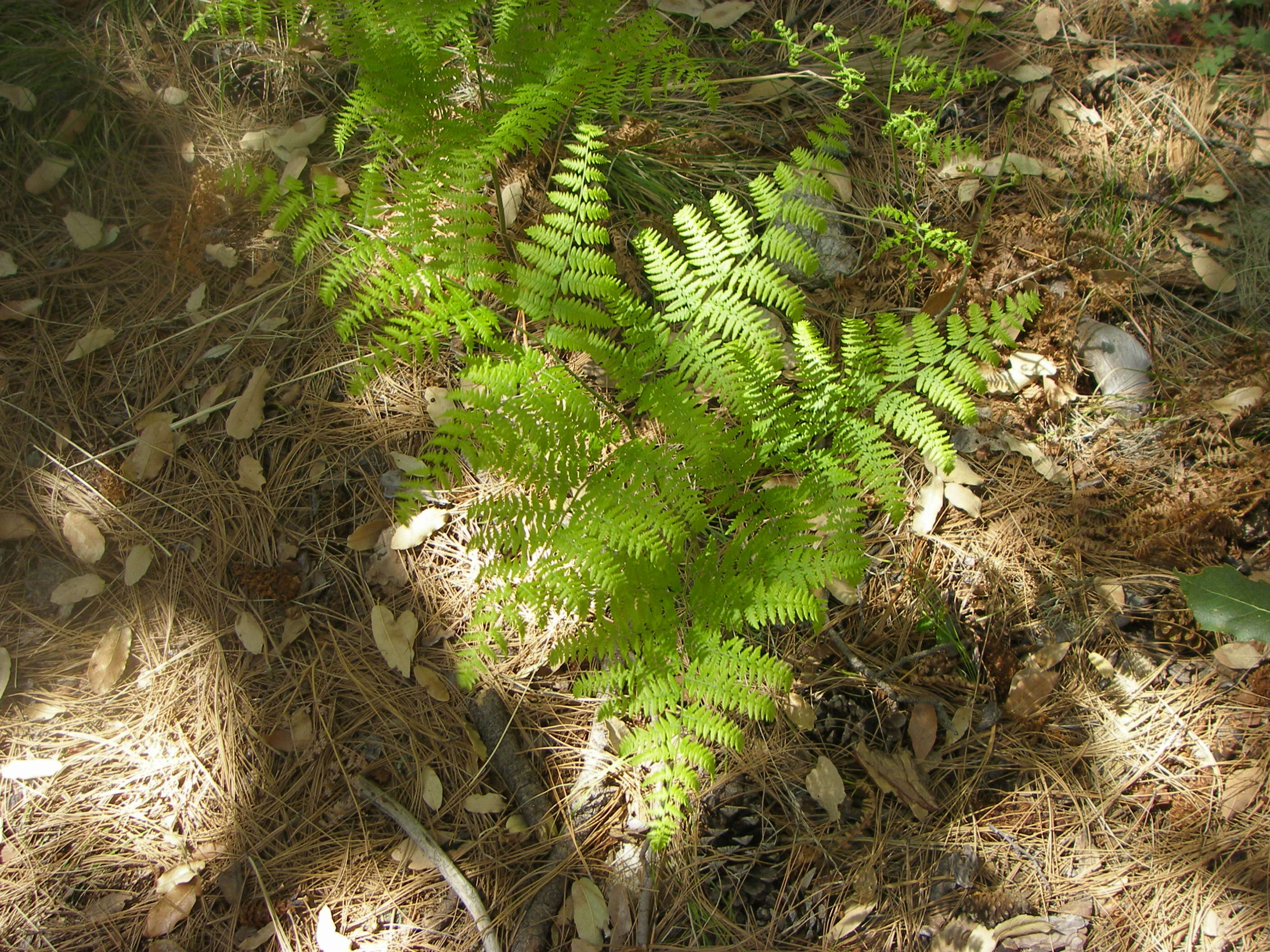 Image of brackenfern