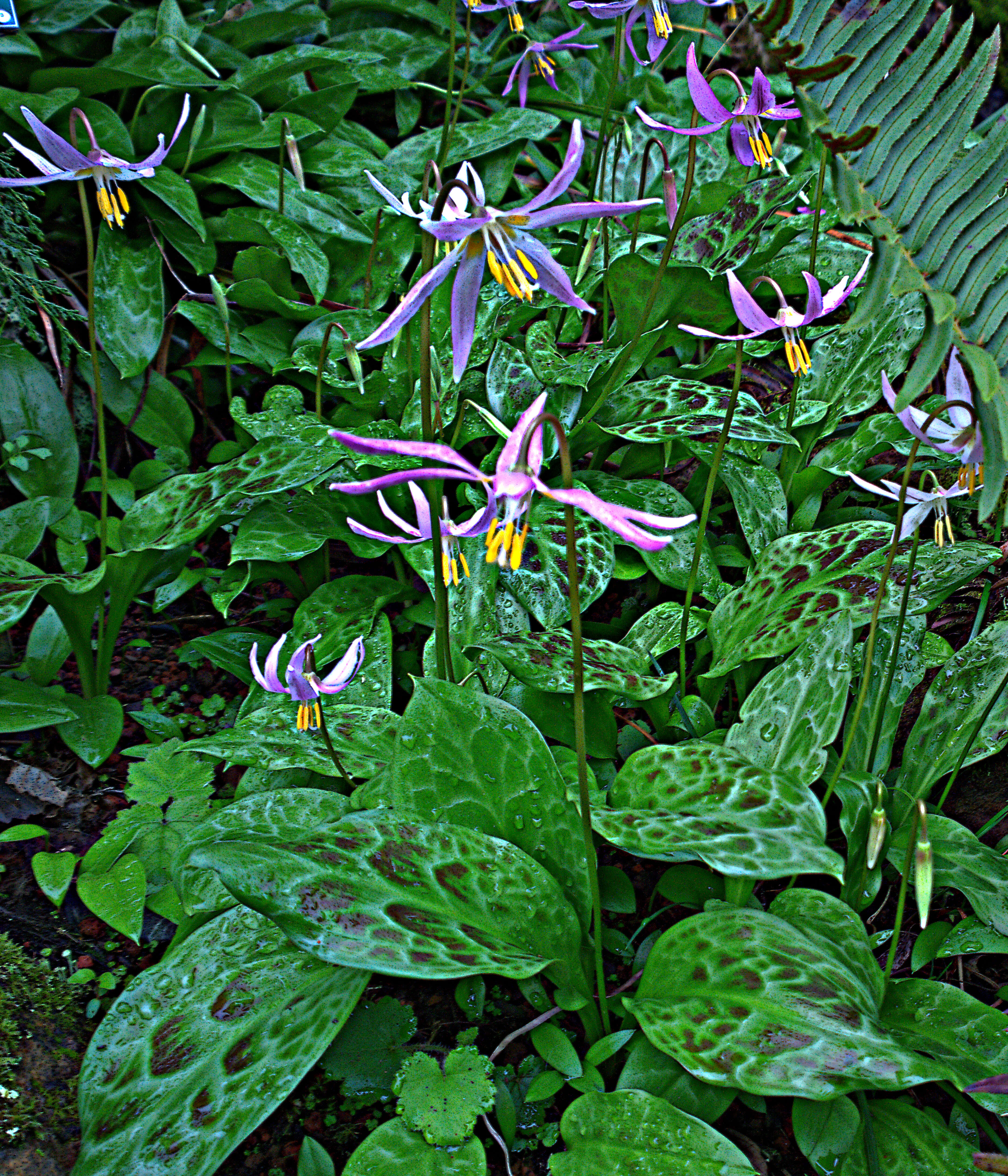 Image of mahogany fawnlily