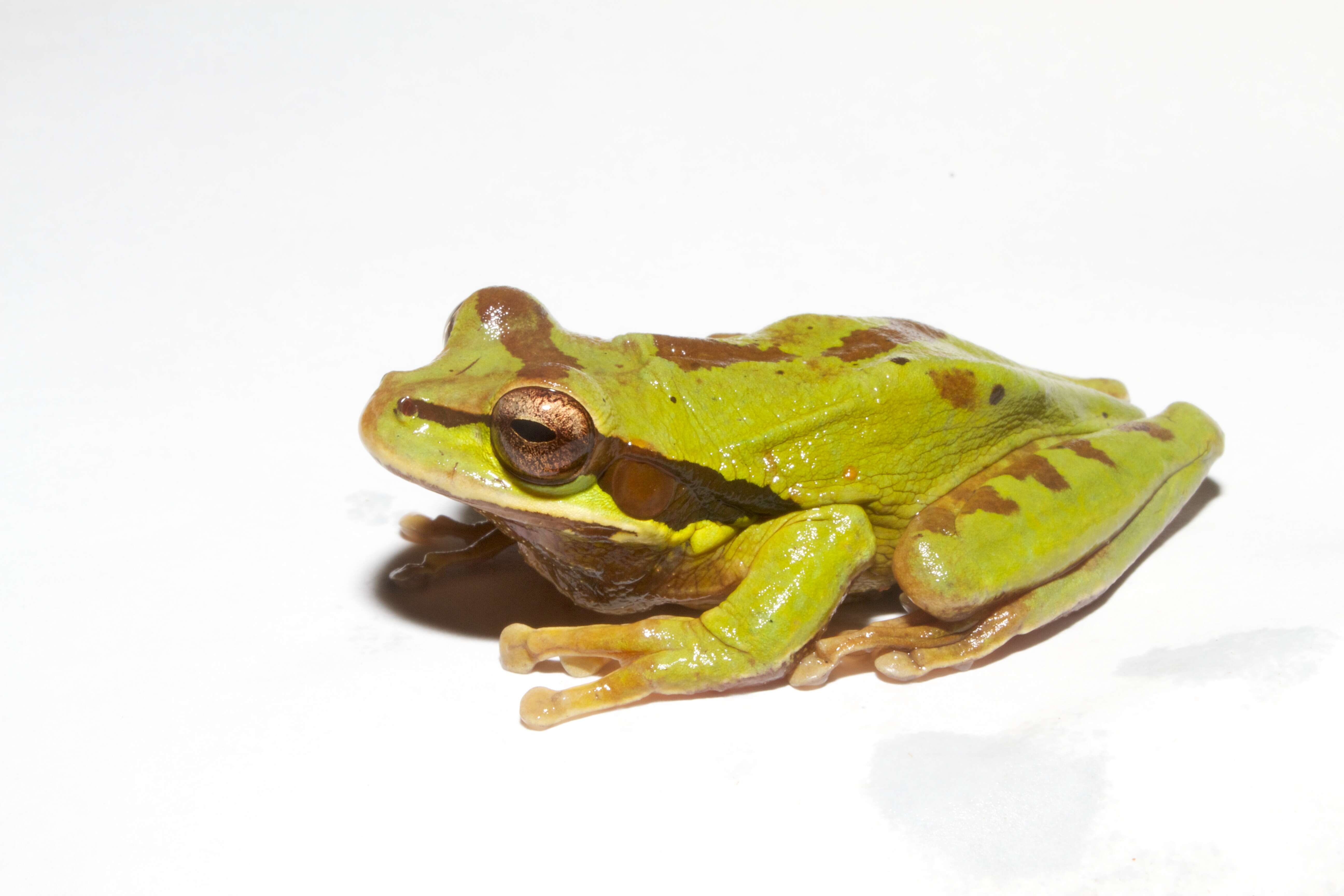 Image of Mexican Treefrogs