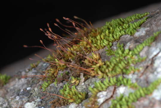 Image of macromitrium moss