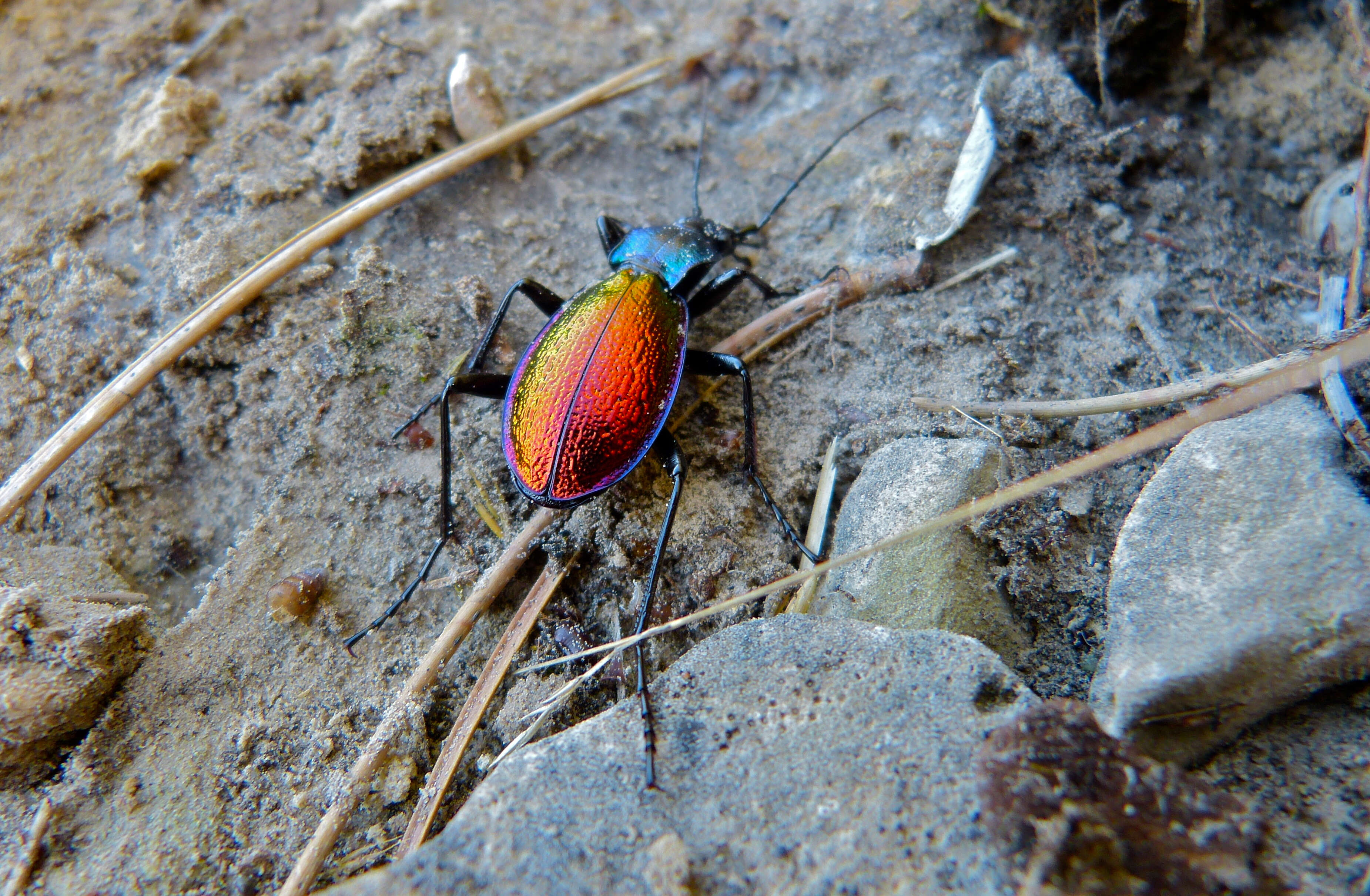 Image of Carabus (Chrysocarabus) hispanus Fabricius 1787