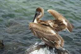 Image of Brown Pelican