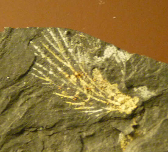 Image of Necymylacridae