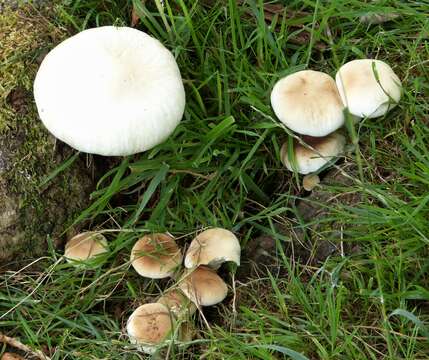 Image of Cyclocybe cylindracea (DC.) Vizzini & Angelini 2014