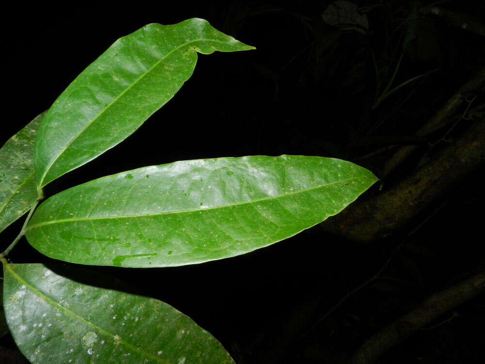 Plancia ëd Mosannona costaricensis (R. E. Fr.) Chatrou