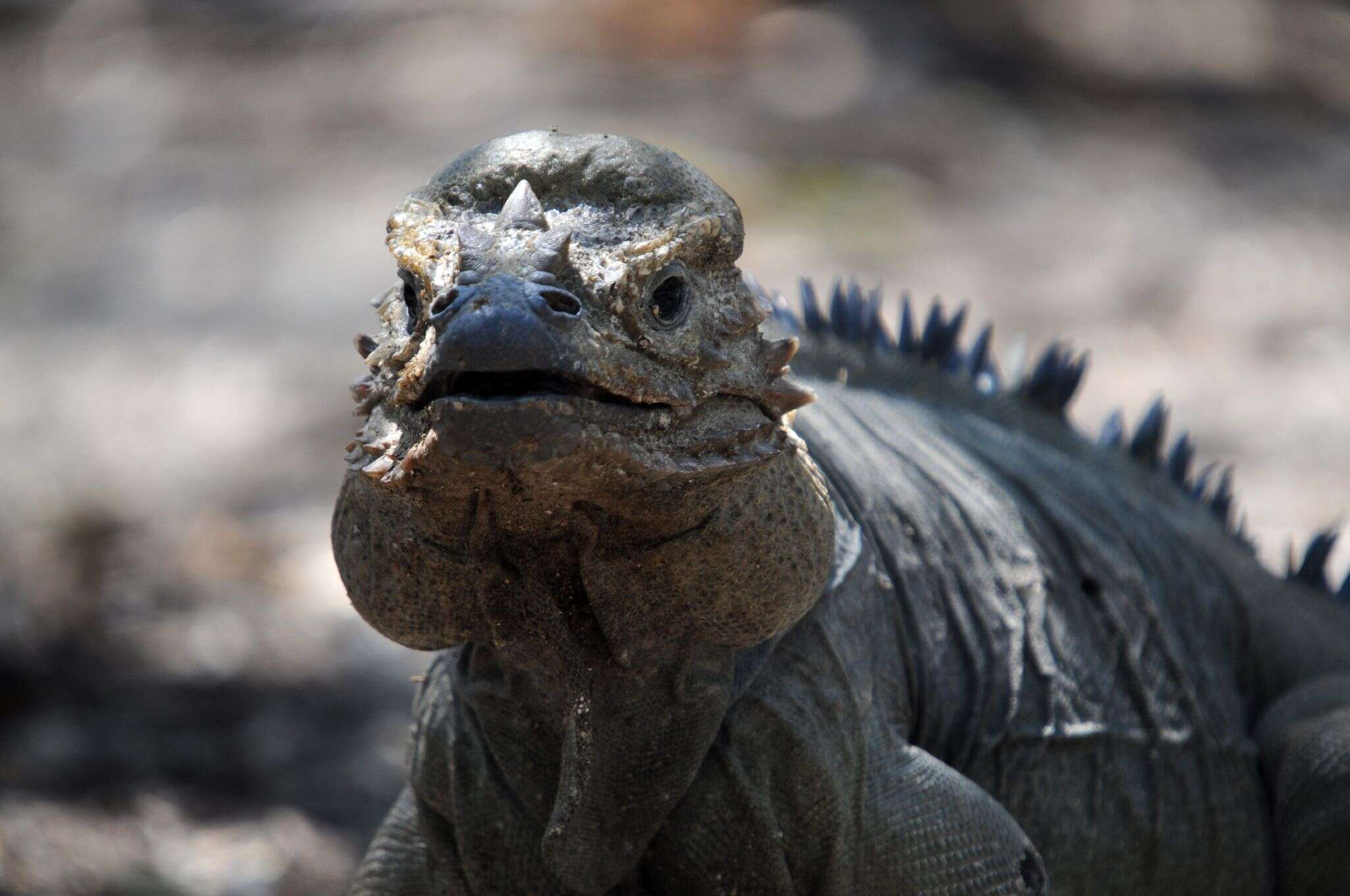 Image of Ground Iguanas