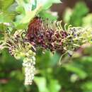 Image of Grevillea bedggoodiana J. H. Willis ex Mc Gill.