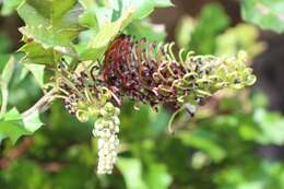 Image of Grevillea bedggoodiana J. H. Willis ex Mc Gill.