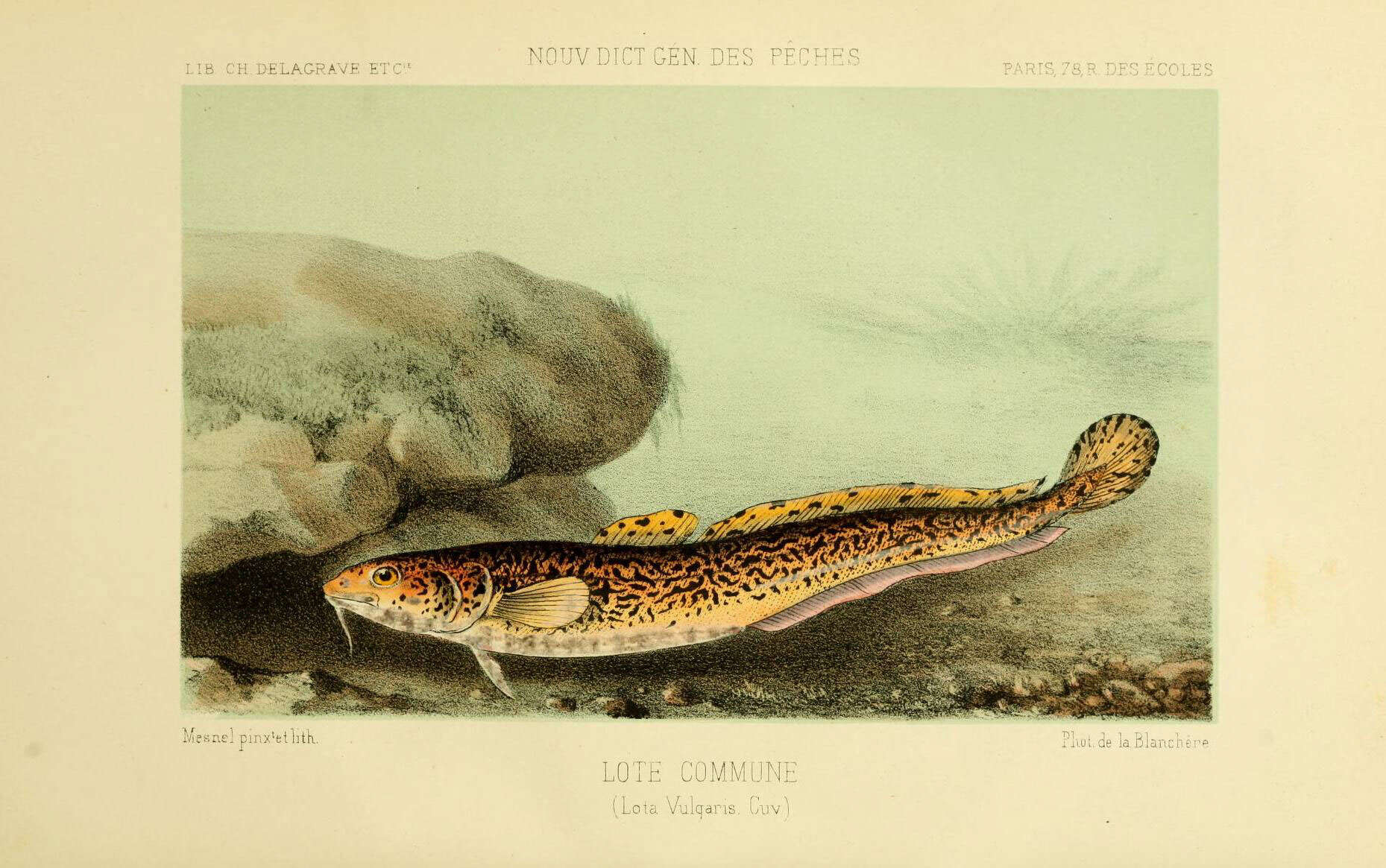 Image de lotte de rivière