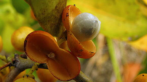 Слика од Monteverdia obtusifolia (Mart.) Biral