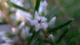 Image of Leucopogon ericoides (Sm.) R. Br.