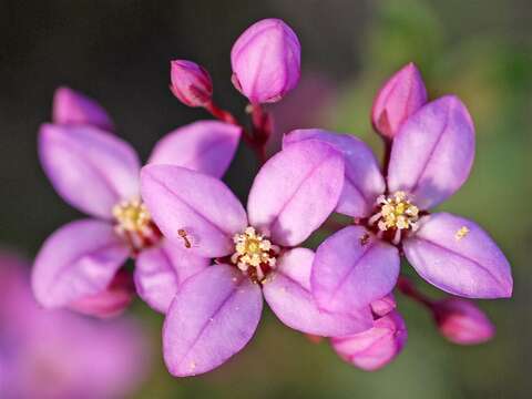 Image of Boronia ovata Lindl.