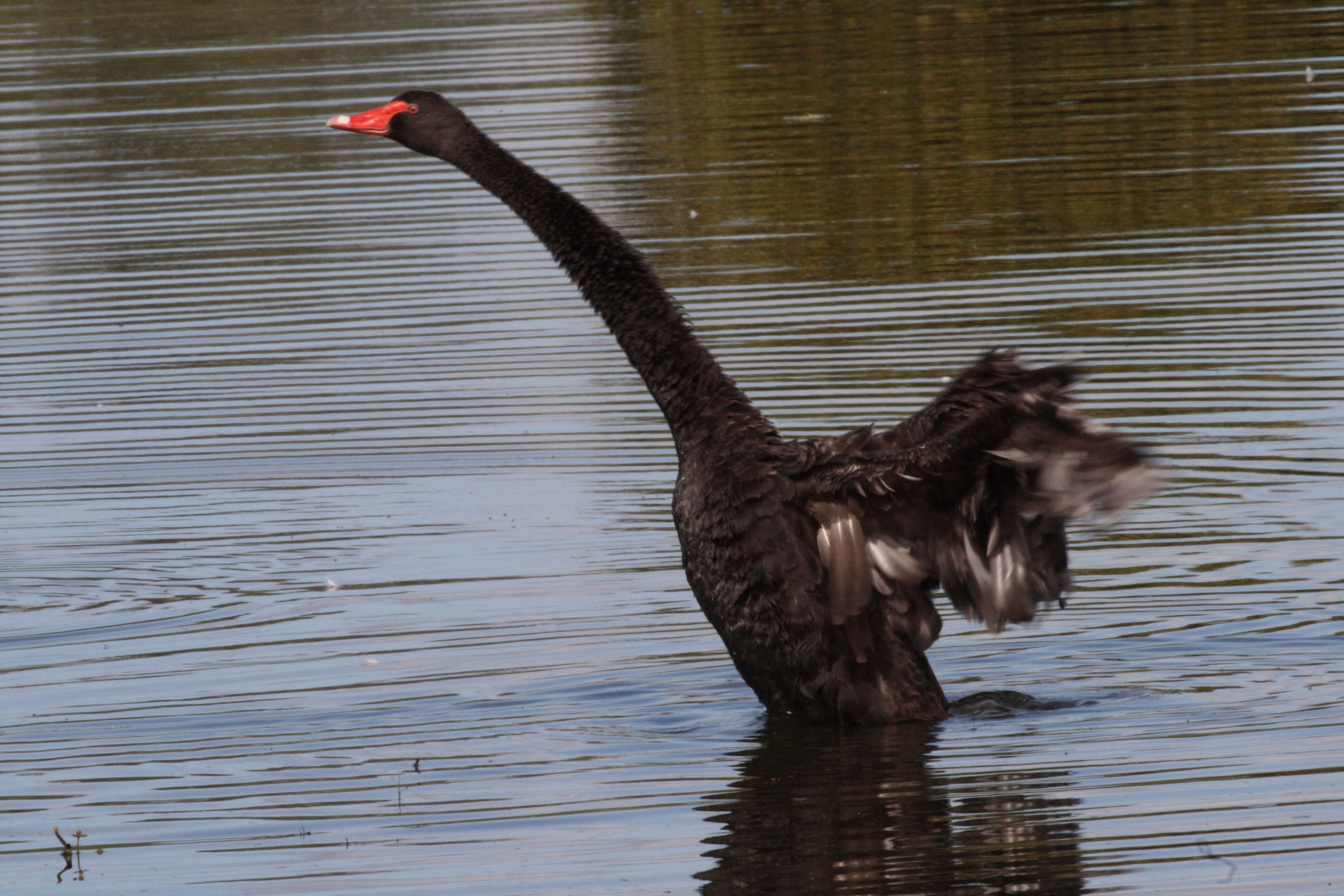 Image of Black Swan