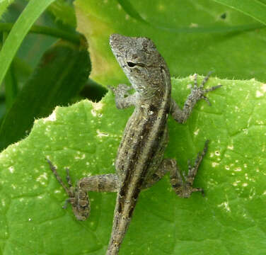 Image of brown anole