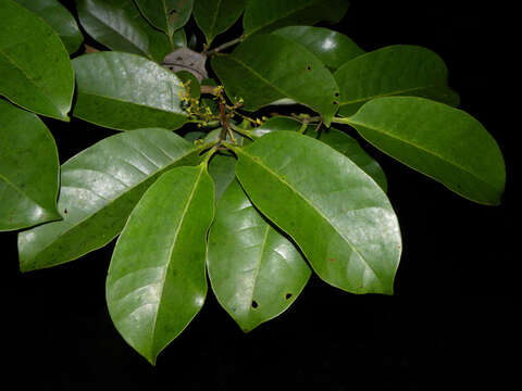 Image of Otoba novogranatensis Moldenke