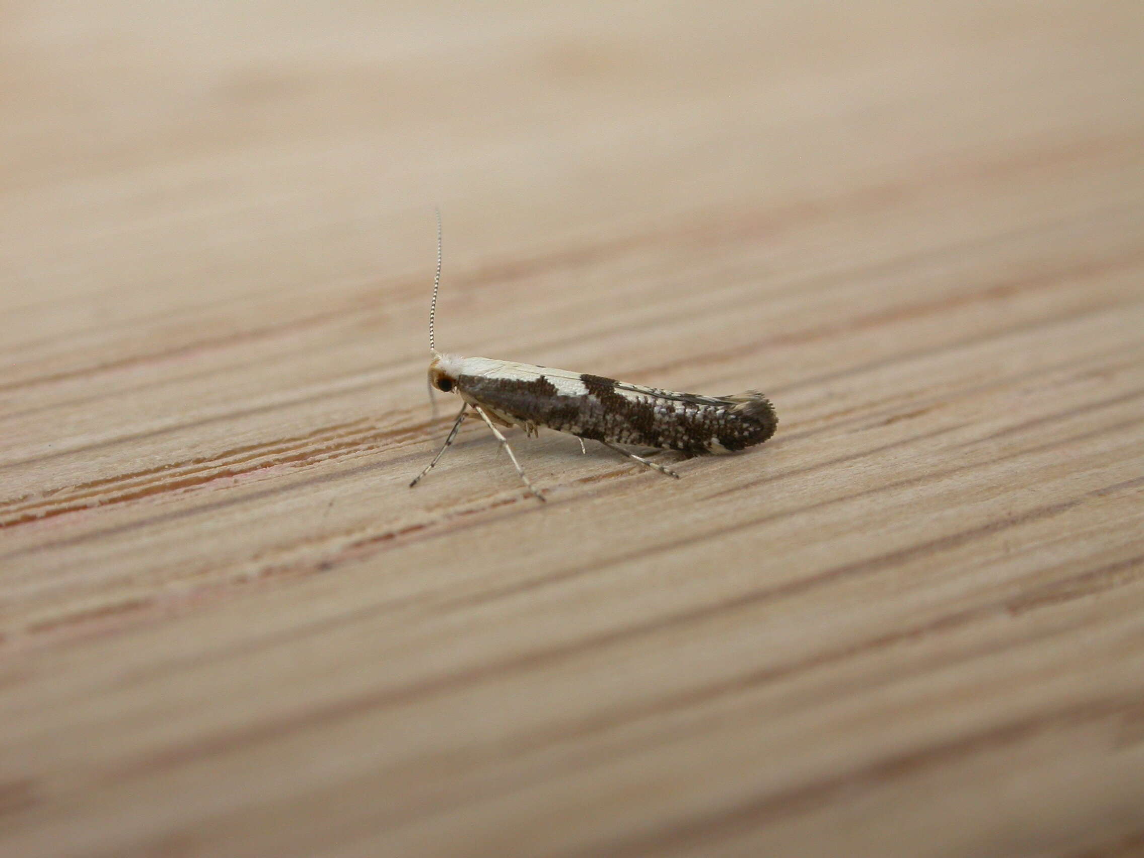 Image of shiny head-standing moths