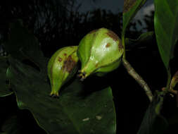 Image of Tovomita longifolia (L. C. Rich.) Hochr.