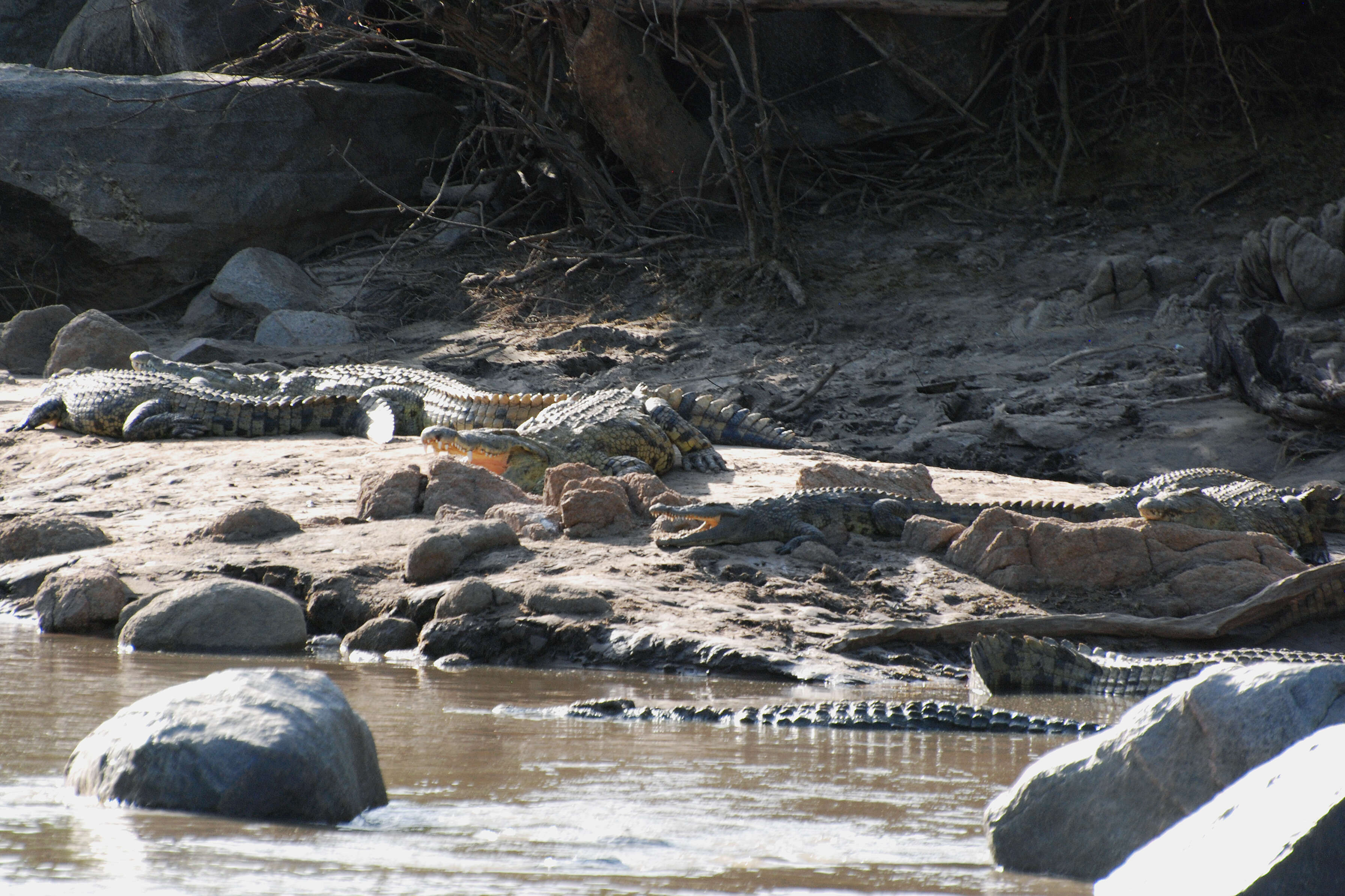 Image of crocodiles