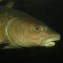 Image of Greater brook carp