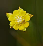 Sivun Euphorbia mauritanica L. kuva