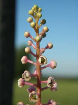 Image of American Nightshade