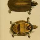 صورة Kinosternon scorpioides scorpioides (Linnaeus 1766)