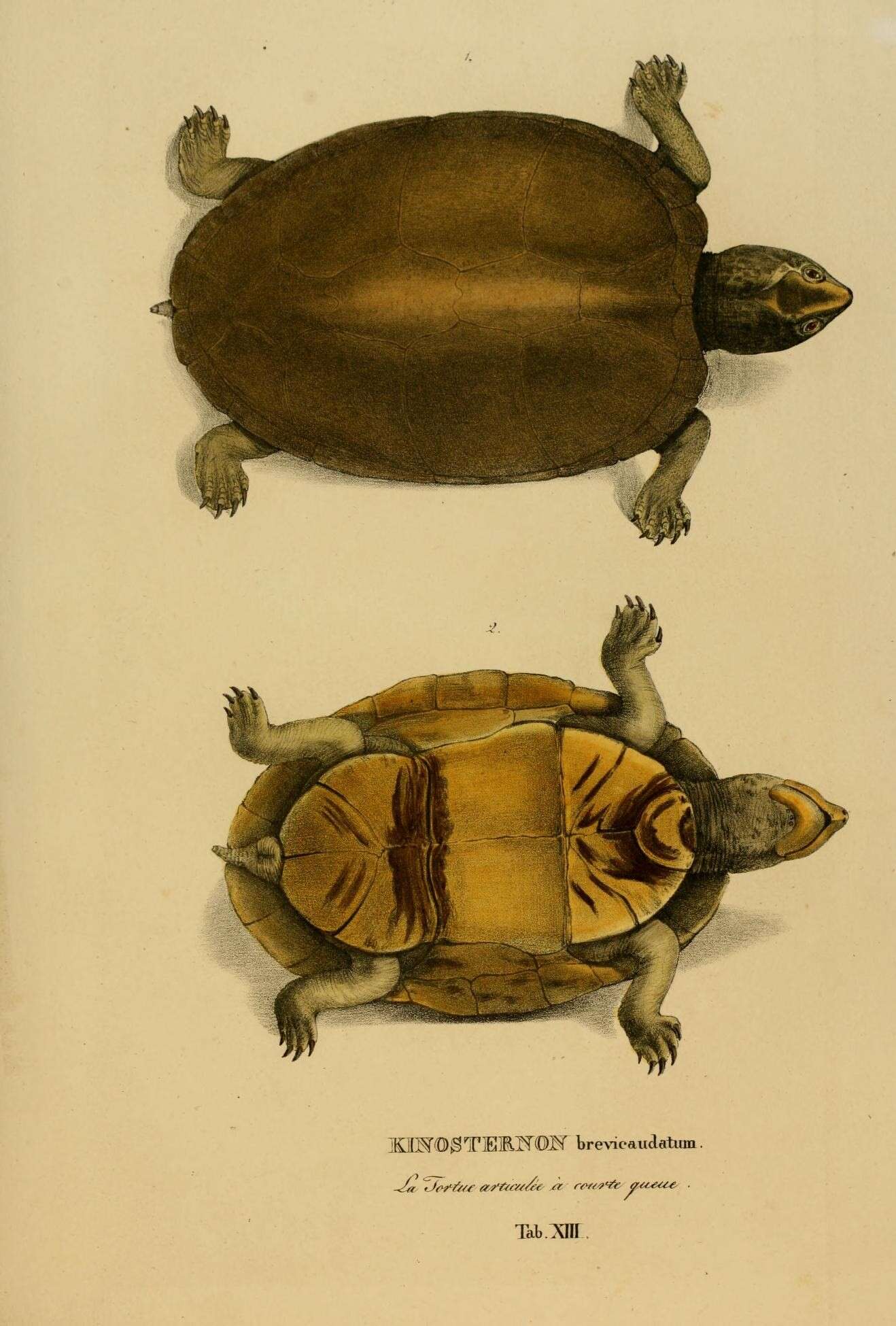 Image of Kinosternon scorpioides scorpioides (Linnaeus 1766)