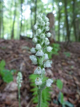 Image of Rattlesnake plantain