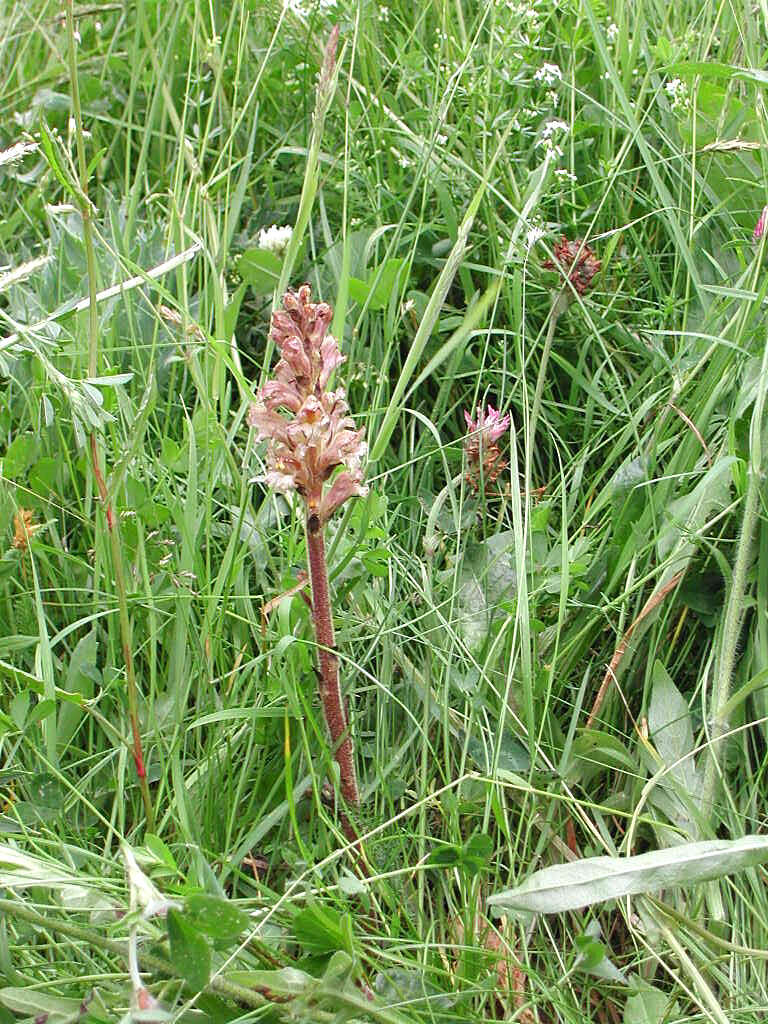 Image of Orobanche lutea Baumg.