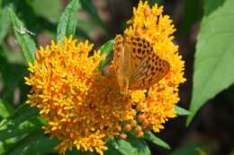 Imagem de Asclepias tuberosa L.