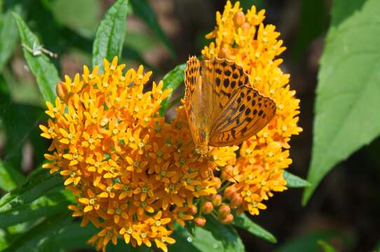 Image of butterfly milkweed